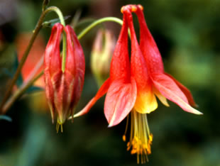Aquilegia canadensis